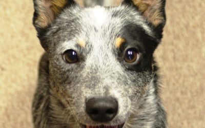 Episode 1: Welcome, we’re glad you’re here!