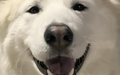 Episode 23: Why is That Tiny Turkey Talkin’ Trash?