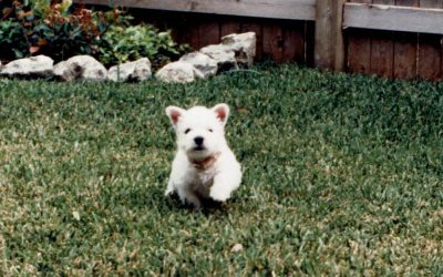 Episode 16: Sherlock…Tiny But Mighty