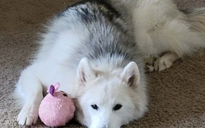 Episode 14: God is in the Details…or the Dog…or Both