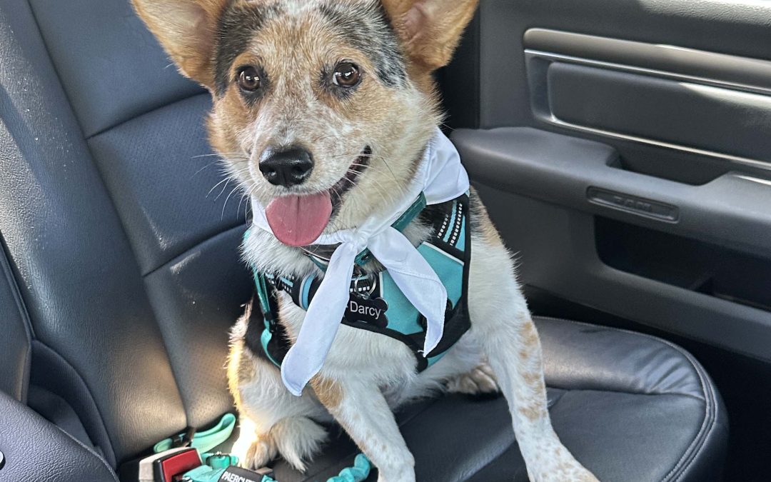 On the road again…safe travel with pups