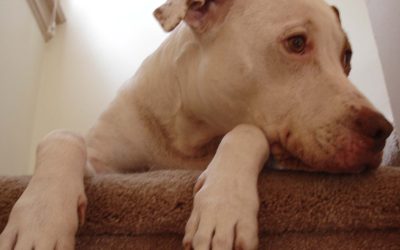 Episode 15: Yes, a Dog CAN Change Your Entire Life!