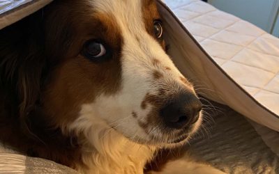 Episode 13: ROAM with Lisa and Malbec