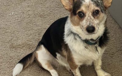 Episode 18: Lady D, our Tiny Dancer