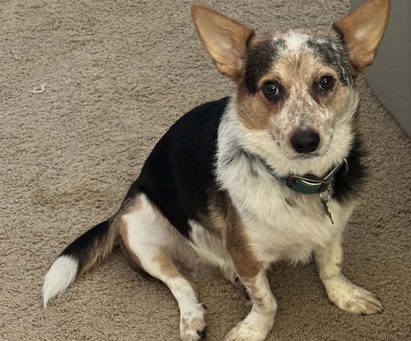 Episode 18: Lady D, our Tiny Dancer