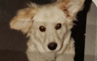 Episode 20: Spoiling the Granddogs: Murphy