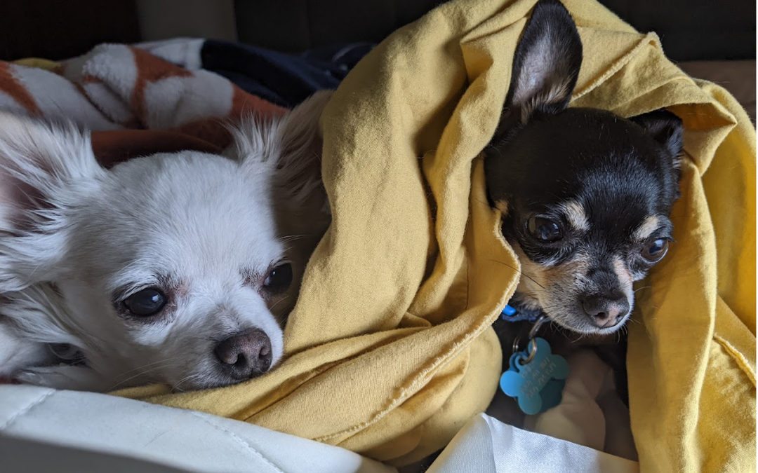 Episode 22: Is that guy walking a squirrel?!