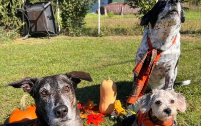 Episode 21: Party of Four