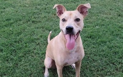 Episode 24: Cheetah, Smart and Smiling!