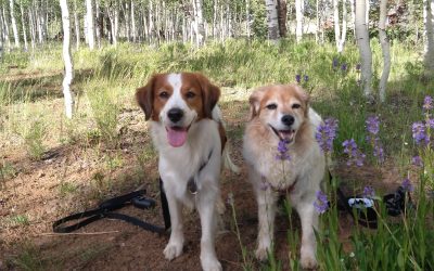 Episode 29: The Beauty of Dog Behavior